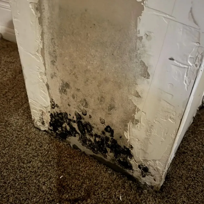 Professional Mold Removal in Okeene, OK